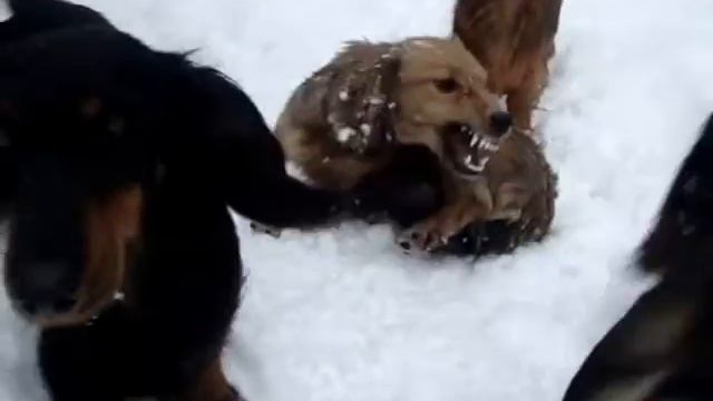 Grant Lebl CHAYNAYA ROZA - Standard long-haired dachshund смотреть онлайн