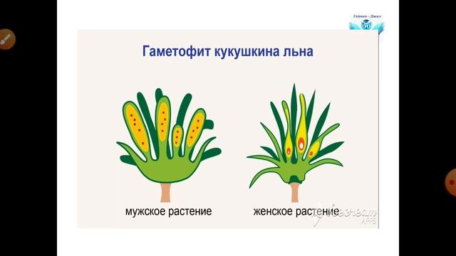 Подцарство высших растений Отдел моховидных смотреть онлайн