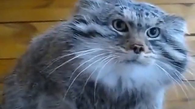 Красавец кот манул-очень злой! смотреть онлайн