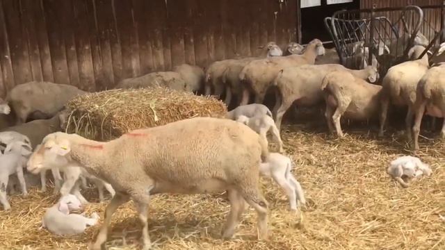 Собака, лошадь, попугай. Изучаем домашних животных для детей. смотреть онлайн