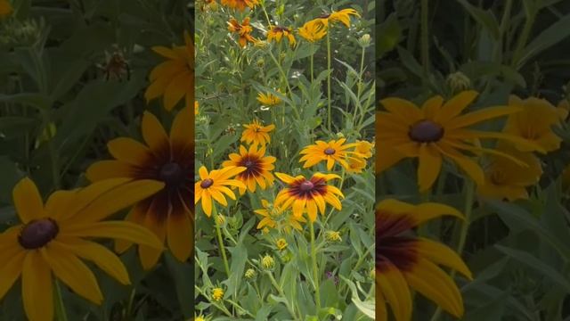 $2.00 Garden! Rudbeckia Hirta in the Wildflower Garden ? // Gardening On Taylor Mountain смотреть онлайн
