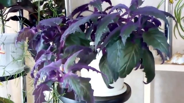 Комнатные растения . Обзор моих комнатных цветов в январе 2019 года. смотреть онлайн