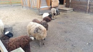 "Городская ферма" на ВДНХ