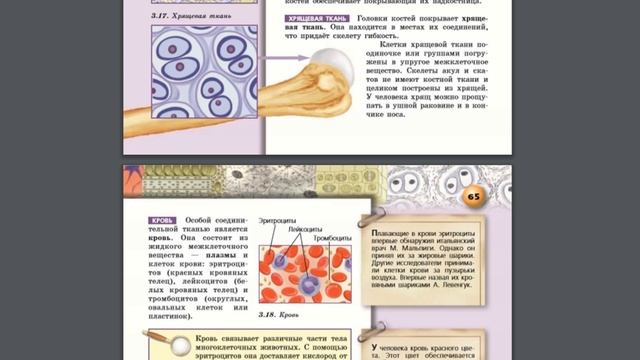Биология (Л.Н.Сухорукова) 5-6к §24 Соединительные ткани животных смотреть онлайн