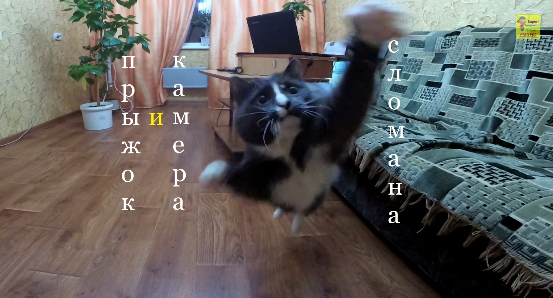 Кот прыгнул на камеру смотреть онлайн