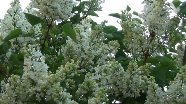 Время сирени... Эдгар Туниянц - Романтическая прелюдия... Edgar Tuniyants - Romantic prelude. смотреть онлайн