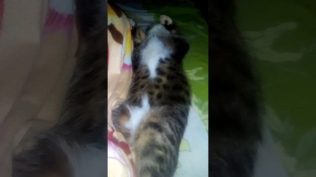 Коту что-то сниться смотреть онлайн