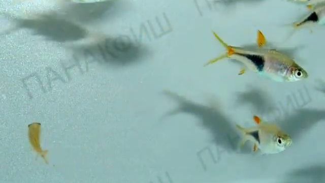 Расбора хенгели Trigonostigma hengeli смотреть онлайн