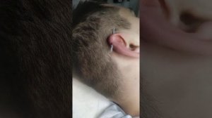 Пирсинг уха Индастриал. Indastrial  Piercing .Ученица.