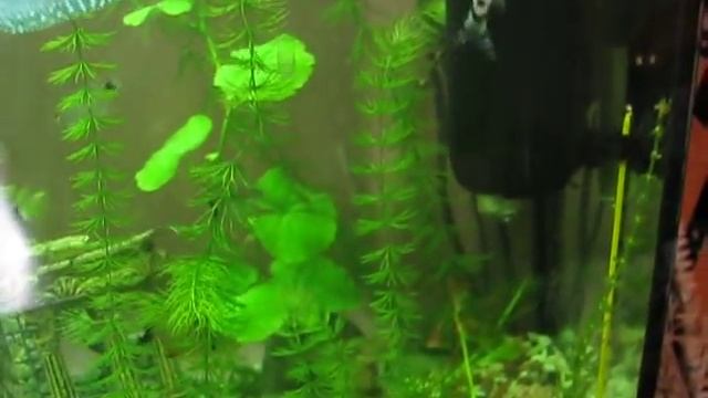 Боция мраморная (Botia lohachata). Аквариумные рыбки смотреть онлайн