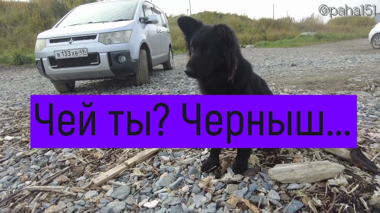 Чей ты, Черныш? // #БухтаГертнера #Магадан смотреть онлайн