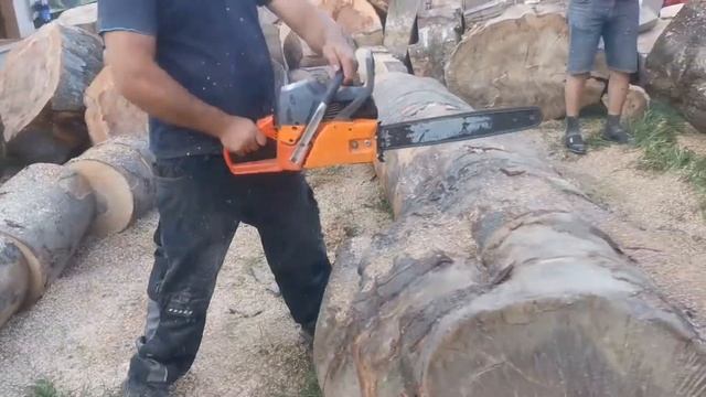 Oleo Mac 956 Cutting Big Beech Trees