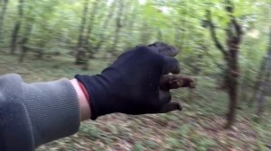 ЧТО Я НАШЕЛ ПОСЛЕ НЕМЦЕВ! Коп в лесу на позициях!