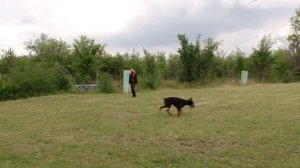 ДОБЕРМАН. Мифы и заблуждения о добермане