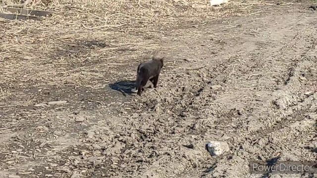 Хлопочем с САМОГО утра по ХОЗЯЙСТВУ ☺️Муж работает,а жена ГУЛЯЕТ ? смотреть онлайн