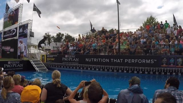 2015 ProPlan Incredible Dog Challenge - Amazing air dog Storie in flight смотреть онлайн