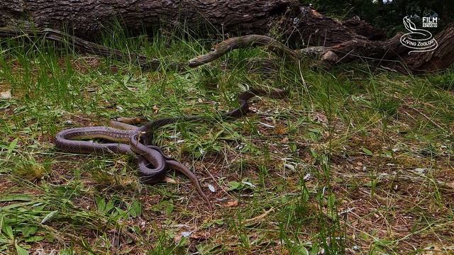 5 snake species from the Czech Republic, adder and 4 non-venomous, snake behavior in the wild смотреть онлайн