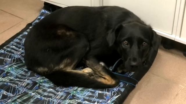 Ветеринар сказал, что ей осталось жить 2 часа. На глазах у собачки потекли слезы! смотреть онлайн