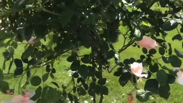 Английские розы на штамбе!! Цветёт Херитейдж!! Rose Heritage