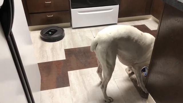 I Robot and the Boxer смотреть онлайн