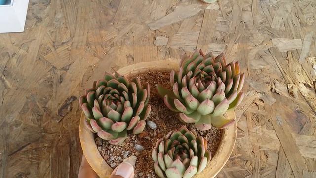 || ECHEVERIA AGAVOIDES CHRISTMAS || CARE TIPS || смотреть онлайн