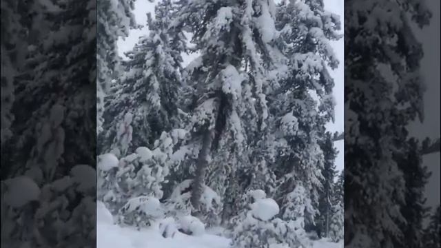 На снегоходе через лес,YAMAHA 540. смотреть онлайн