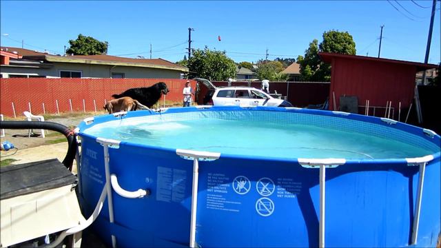 Hovawart splash смотреть онлайн