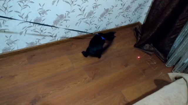 Приучаем кота к поводку) Лу и Лола) смотреть онлайн