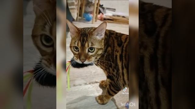 Жёсткий котяра