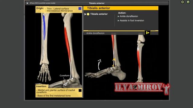 Передняя большеберцовая мышца Анатомия и биомеханика смотреть онлайн