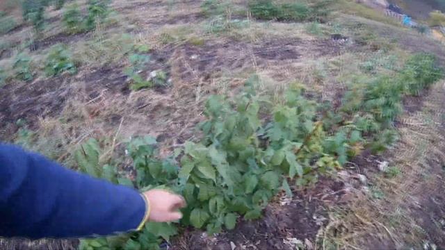 МАЛИНА СМОРОДИНА ОСЕНЬ 2019 смотреть онлайн