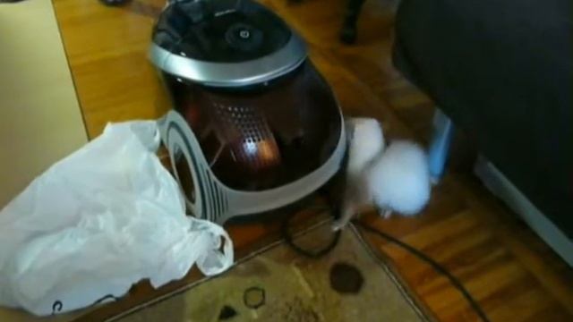 Знакомство хорька с пылесосом смотреть онлайн