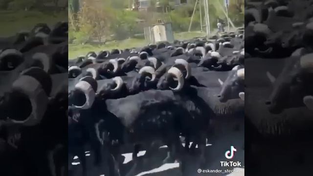 Карачаевская порода овец ?? смотреть онлайн