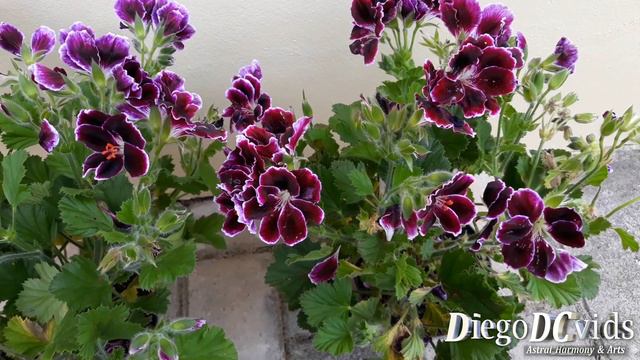 Pelargonium Hortorum Imperial - Gerânio Argentino - Geranium Flowers