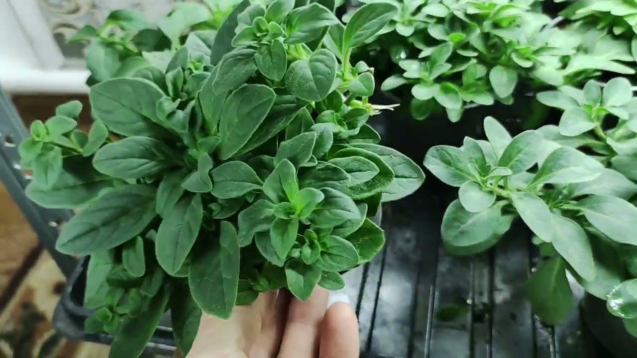 Зимовка Петунии в доме. Как сохранить и размножить. Уход для здоровой крепкой рассады петунии. смотреть онлайн