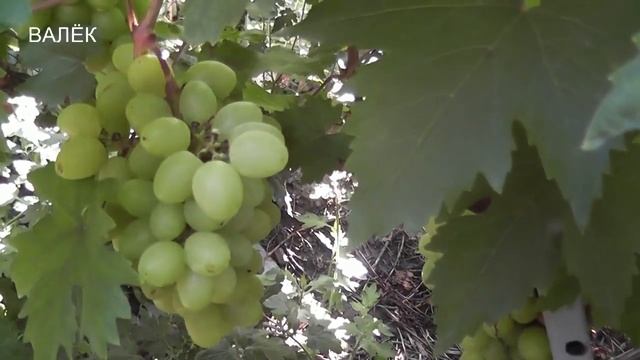 Сентябрь 2021 год, Надежда АЗОС,Валентин, Страшенский,Валек,Дева Мария,Б.Фундук,Боготяновский,Тройк смотреть онлайн