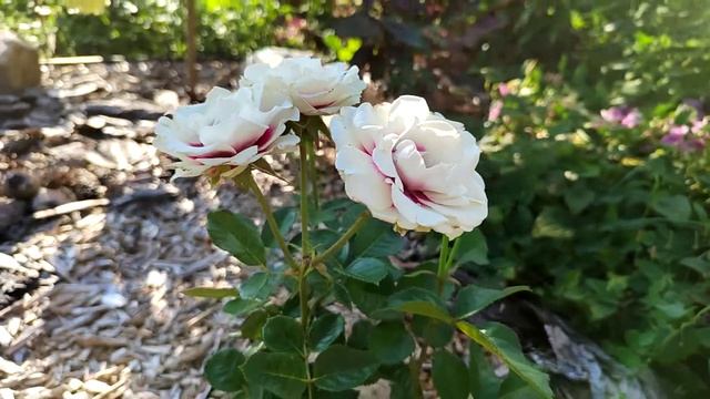 роза спрей Брайдсайд смотреть онлайн