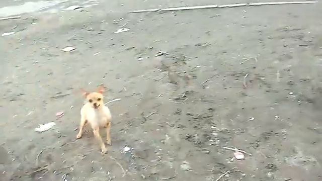 Игра чихуахуа на площадке