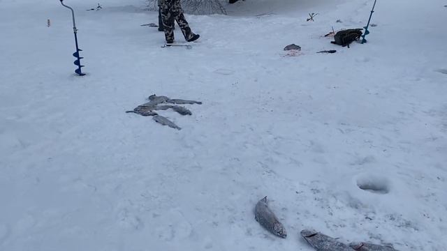 Форелевая раздача продолжается! смотреть онлайн