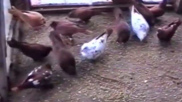 О породе голубей Рассказ #tauben #pigeons смотреть онлайн