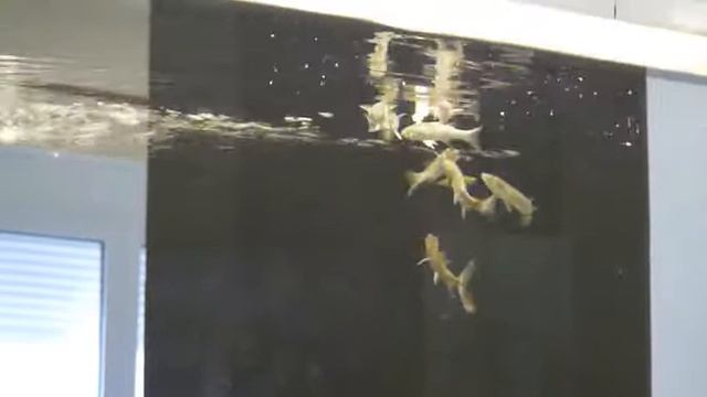 Hydrocynus Goliath 1 смотреть онлайн