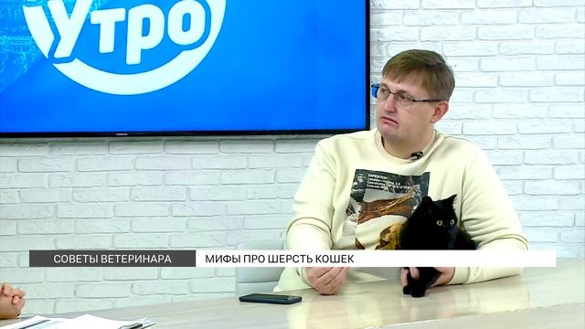 Мифы про шерсть кошек смотреть онлайн