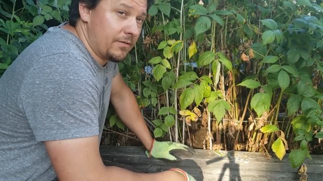 How To Grow Raspberry Bushes From Cuttings: Easy and Free@ смотреть онлайн