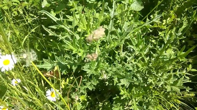 Проверка ловушек и контроль всходов медоноса фацелия смотреть онлайн