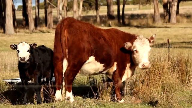 Пиргалин и братья - Кара Гумар смотреть онлайн