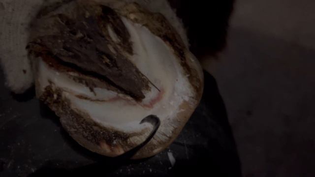 Больные копыта пони. Реанимация движений. Теория ламинита. смотреть онлайн