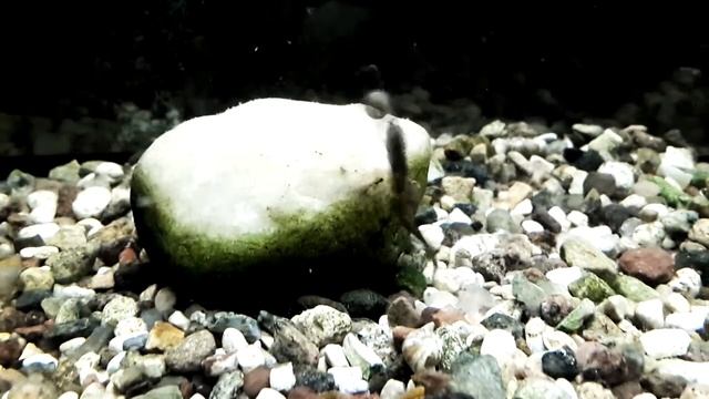 fishup flit - съедобная резина фишап под водой смотреть онлайн