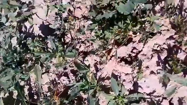 Зеленое удобрение или что такое сидеральные культуры смотреть онлайн