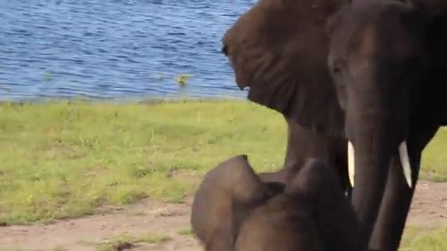 Baby Elephant Comes to Play but Grandma Says "Get Away From Those Tourists" смотреть онлайн