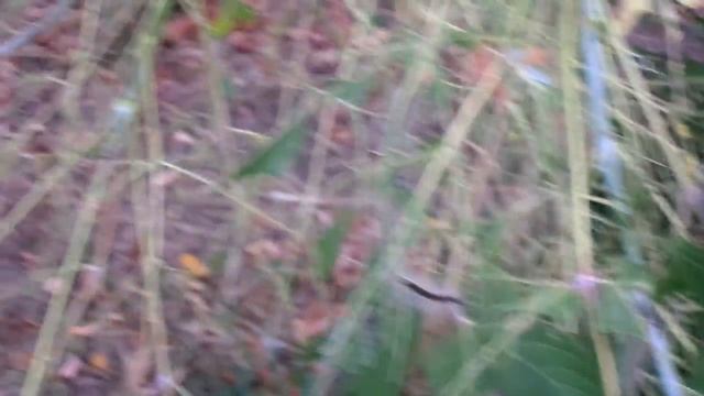 Нашествие гусениц Invasion of caterpillars смотреть онлайн